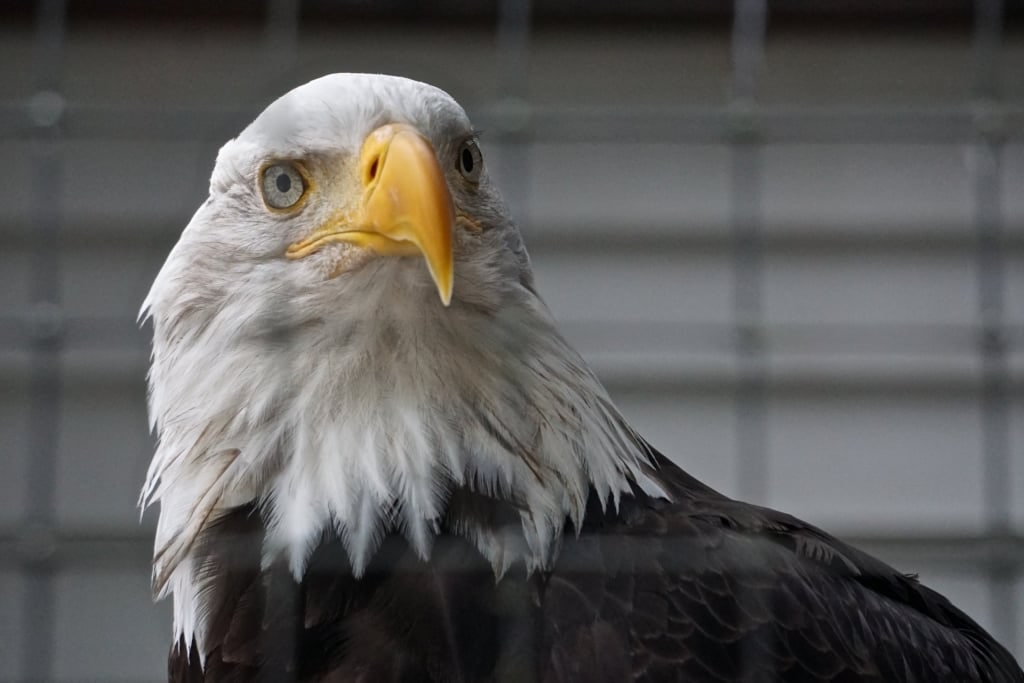 Bald eagle in Alaska Raptor Center