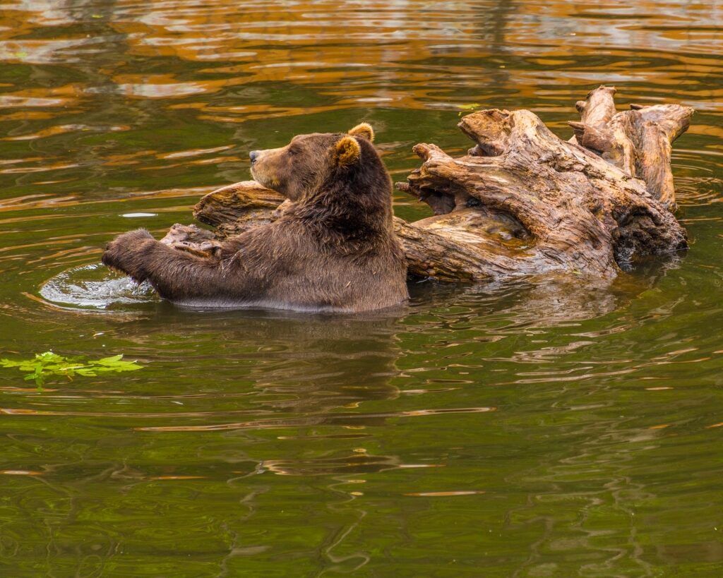 Brown bear in the river