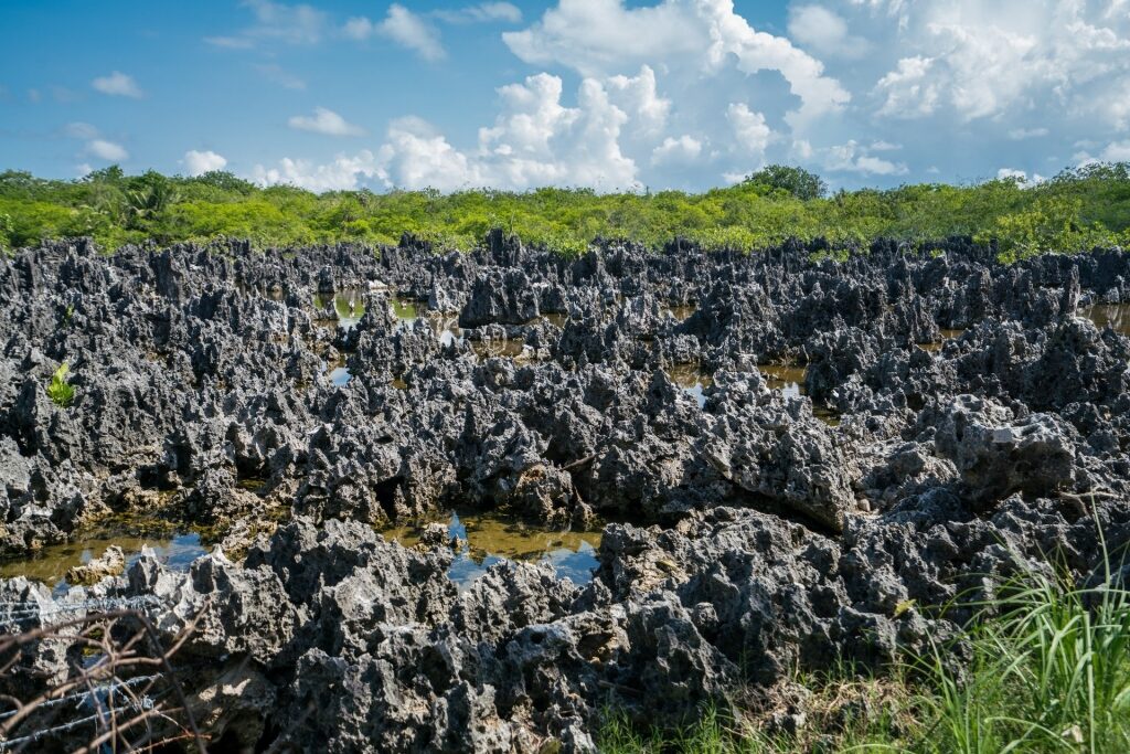 Black spiky limestone formations in Grand Cayman