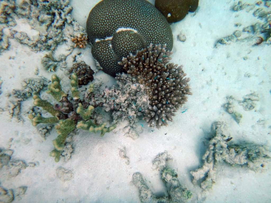 Marine life in Aneityum, Vanuatu