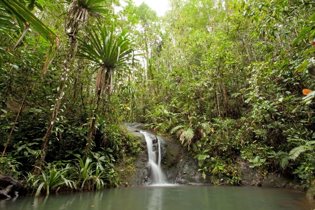 Waterfall amidst the lush landscape of Colo-I-Suva Forest Park