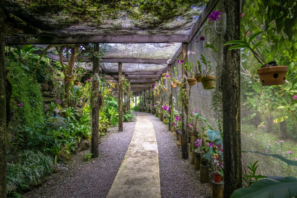 Pathway in Garden of the Sleeping Giant