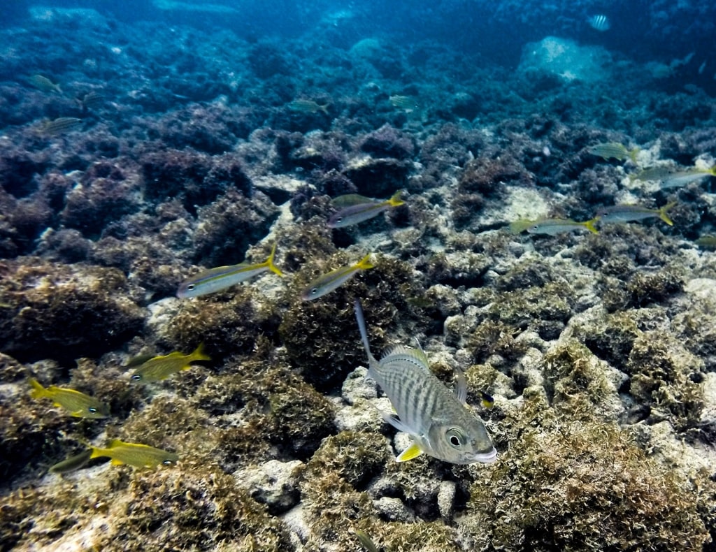 Beautiful corals and marine life in Escambrón Marine Park