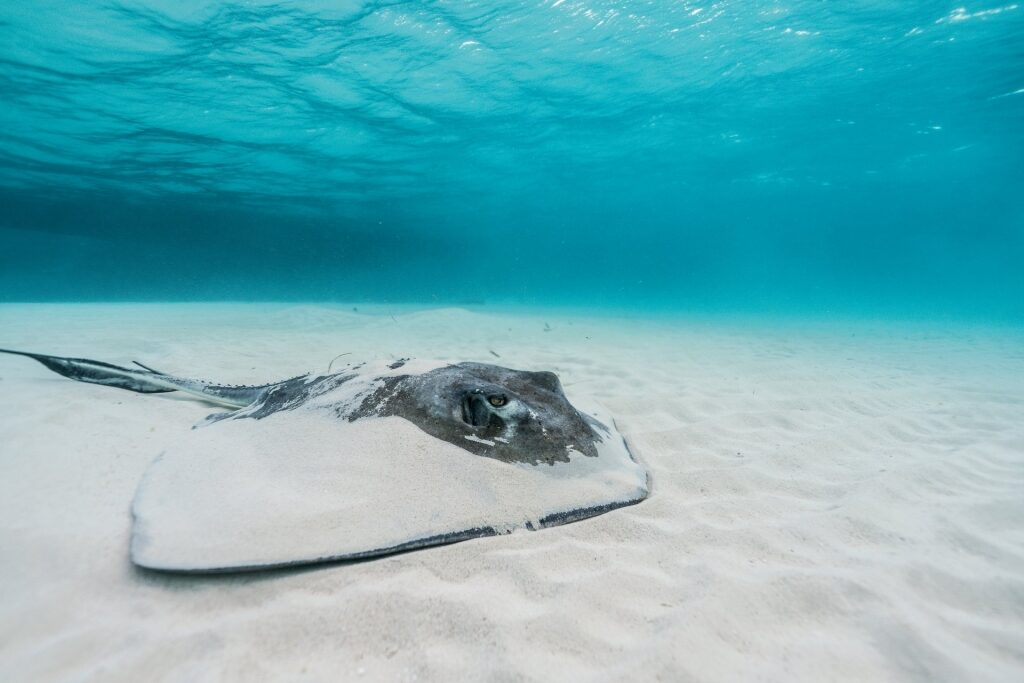 Stingray spotted in Stingray City, Grand Cayman