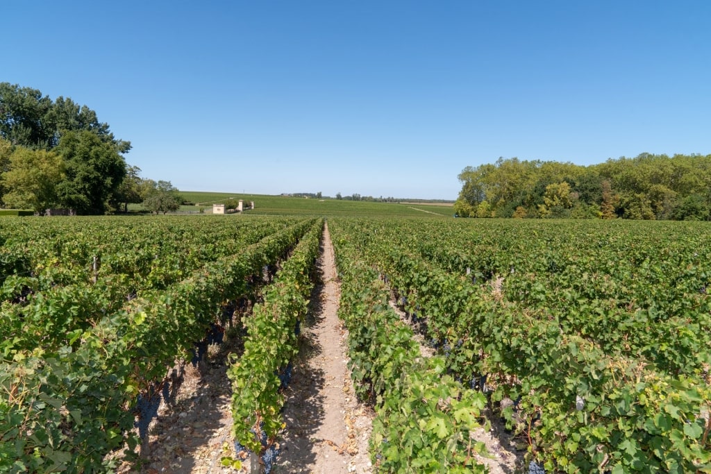 Bordeaux wine region Médoc