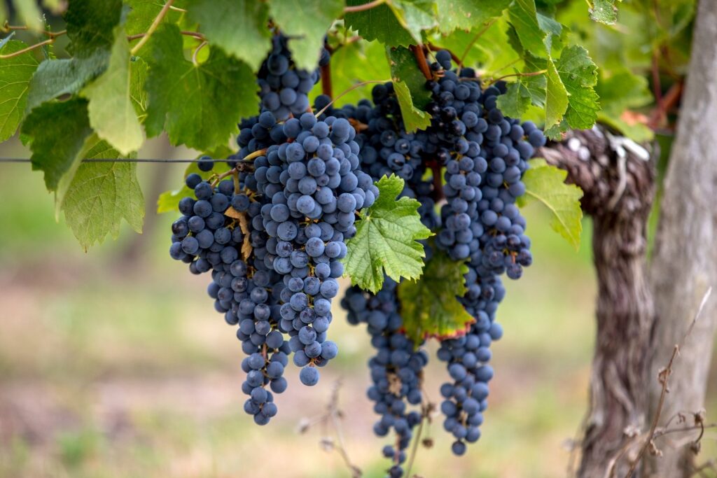 Merlot grapes with vines