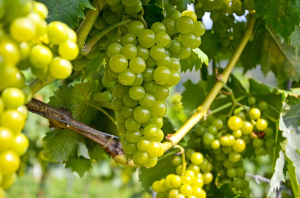 Sauvignon Blanc grapes