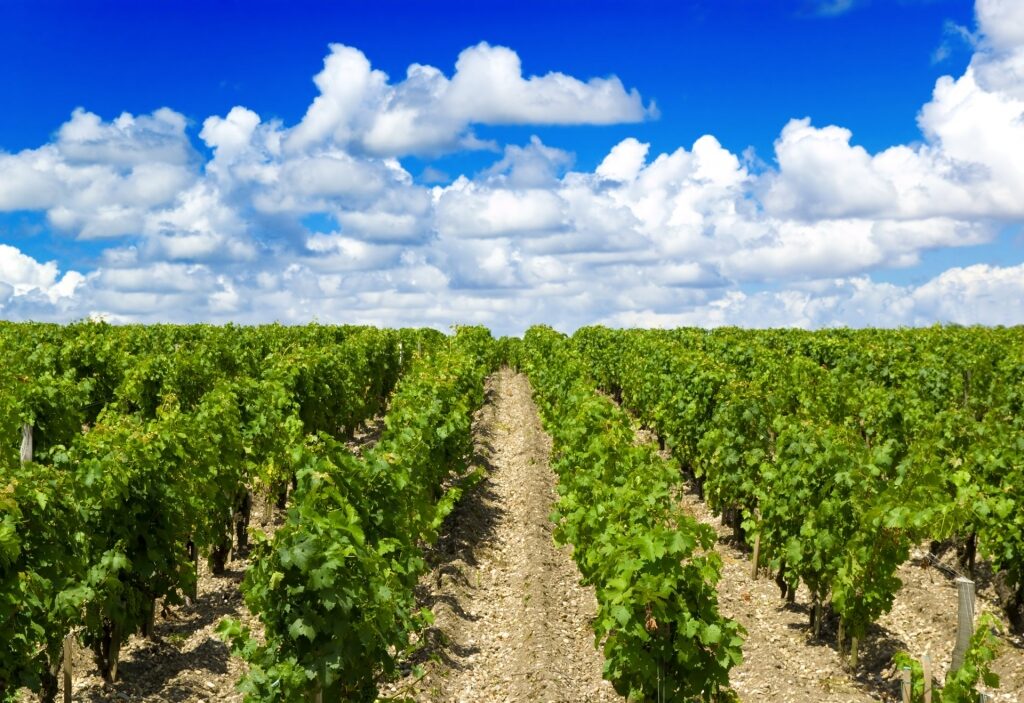 Bordeaux wine region vineyard