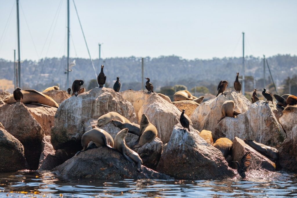 Sea lions and birds along Monterey's coastline