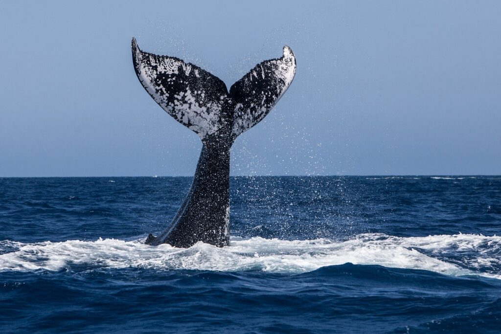 Humpback whale in Newfoundland