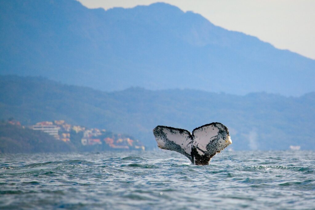 Whale spotted in Baja California