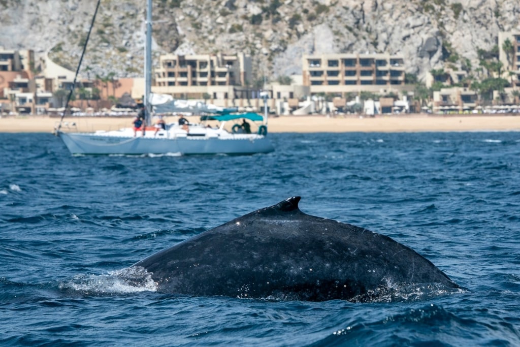 Whale watching in Mexico Cabo San Lucas 