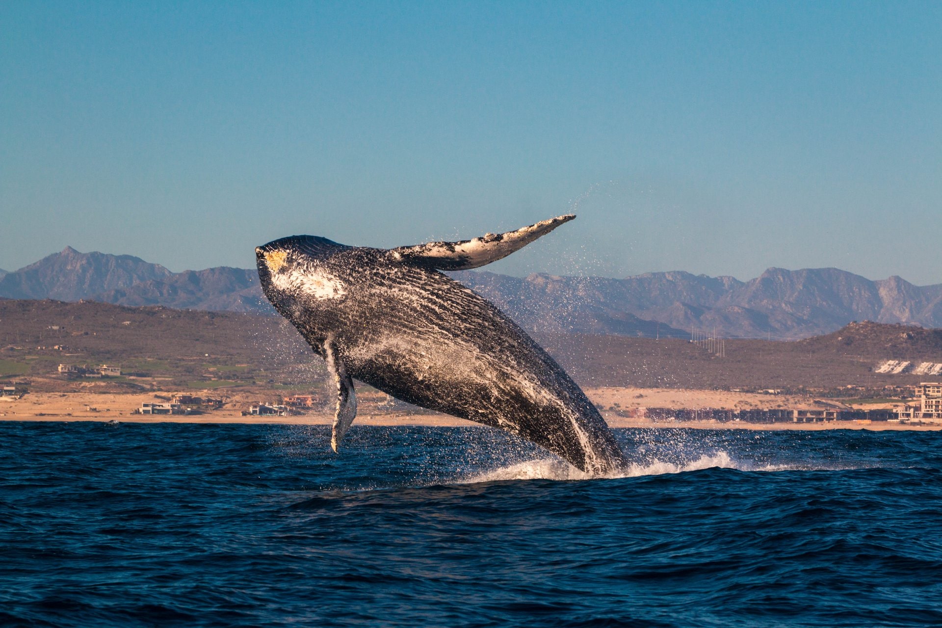 whale watching cruise cabo san lucas