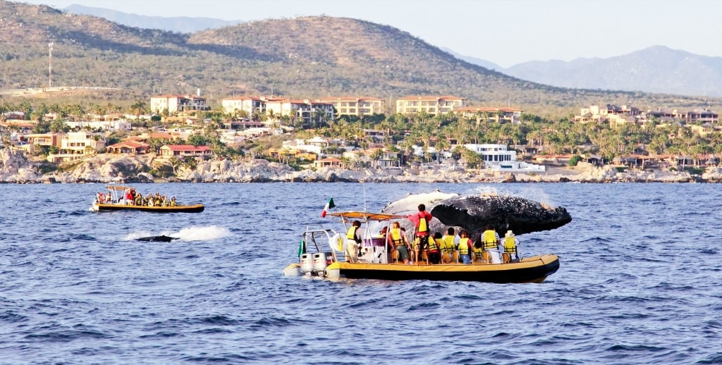 Whale-watching tour on a zodiac boat 