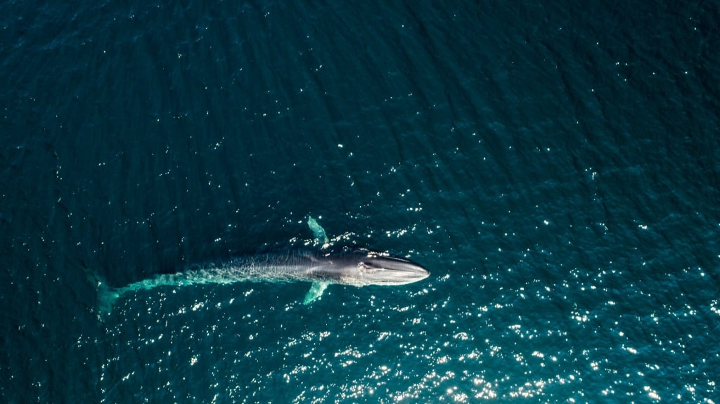 Fin whale spotted in Todos Santos Island