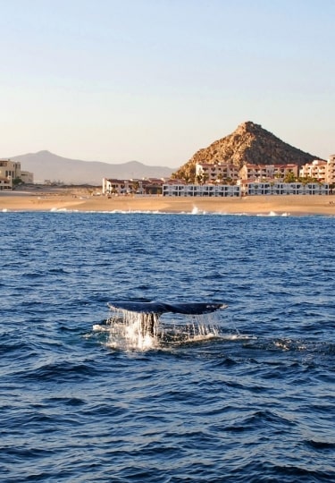 Whale watching in Mexico - Cabo San Lucas
