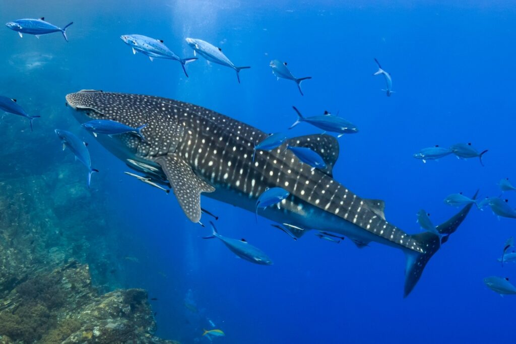 Whale shark swimming with fishes in Todos Santos Island
