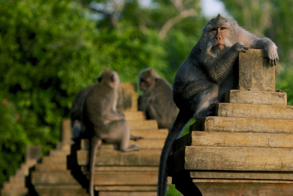 Macaques in Bali, Indonesia