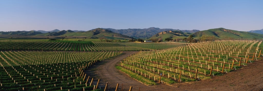 Vineyard in Santa Ynez Valley