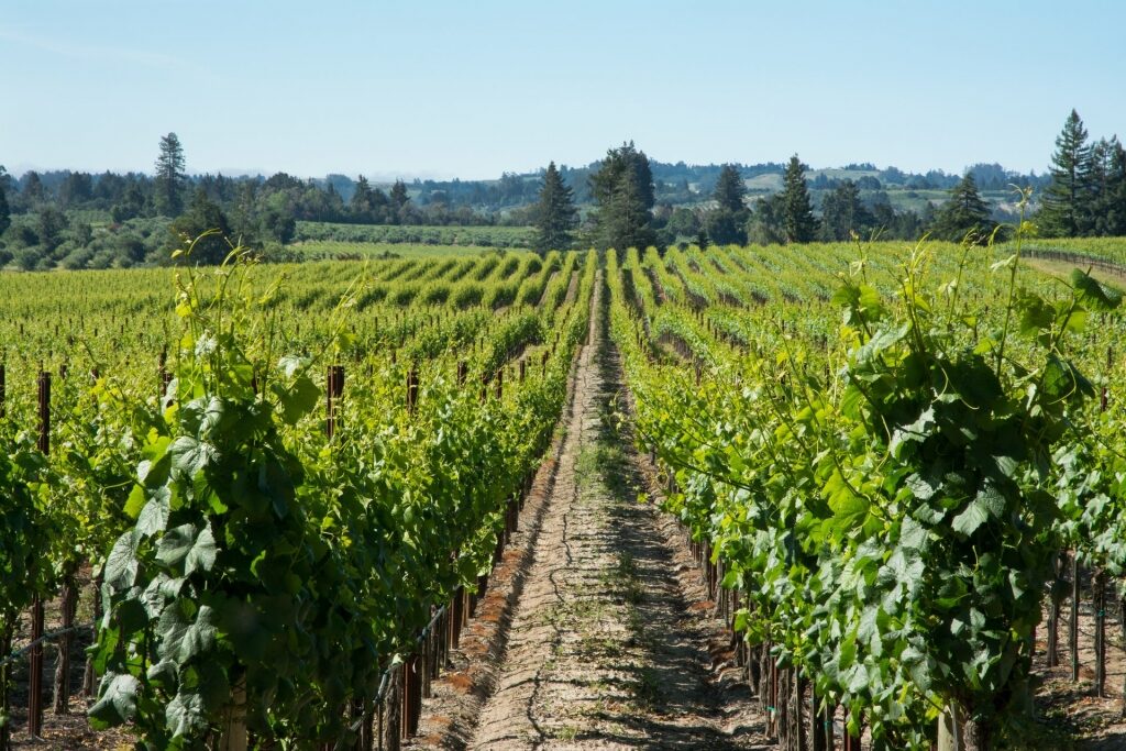 Vineyard in Sonoma County, one of the best small towns in California