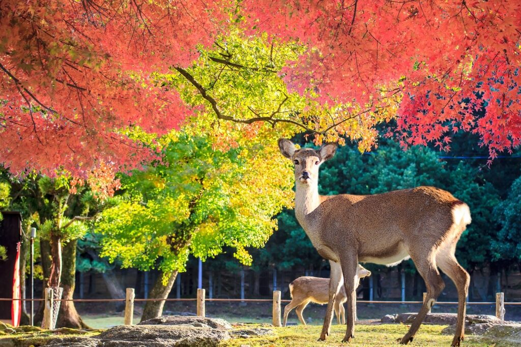 Deer-watching in Nara Park on a Kyoto two-day itinerary