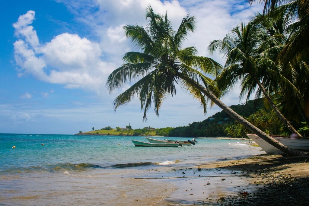 Palm trees towering over Laborie Bay Beach