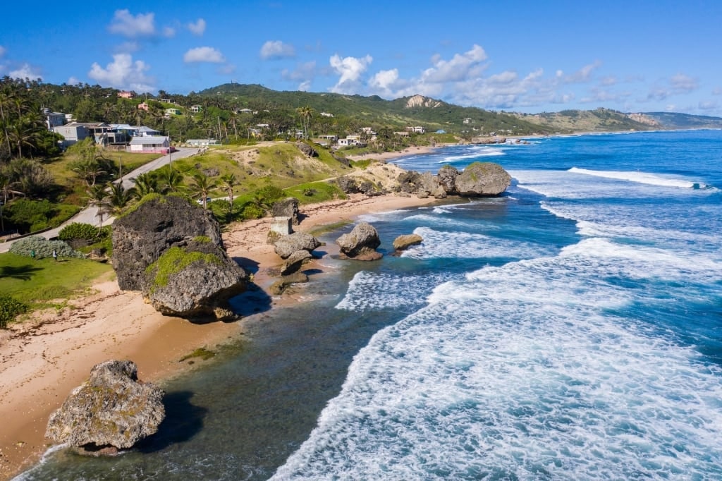 Surfing in the Caribbean - Bathsheba Beach with large waves