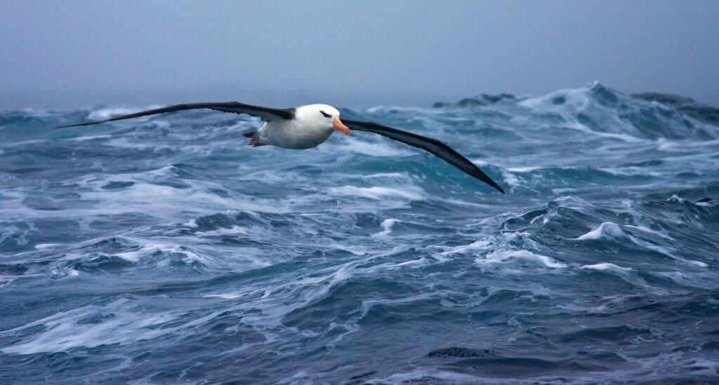 black-browed albatross flying over the ocean