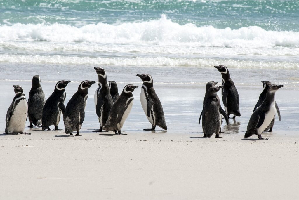 Magellanic penguins spotted in Falkland Islands