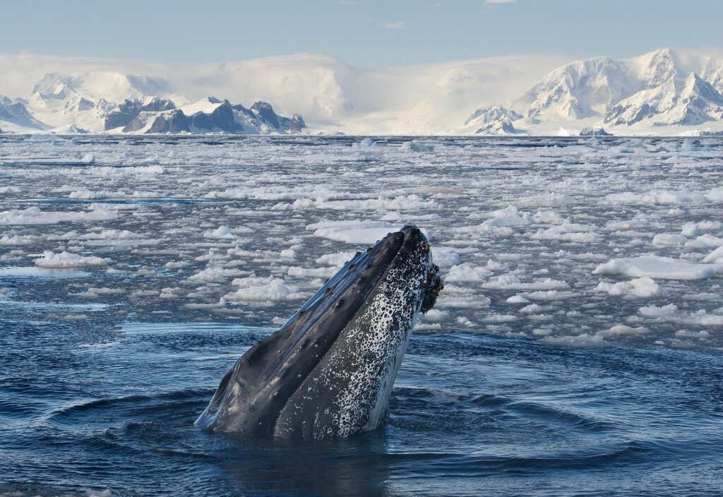 Closeup view of a humpback whale