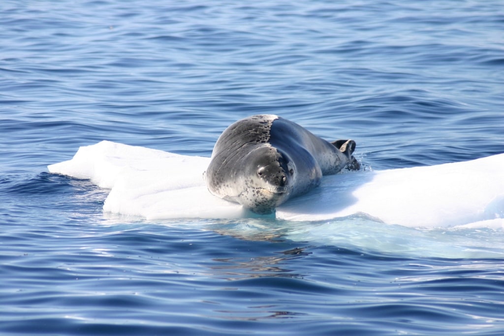 Visit Antarctica to see Leopard seals