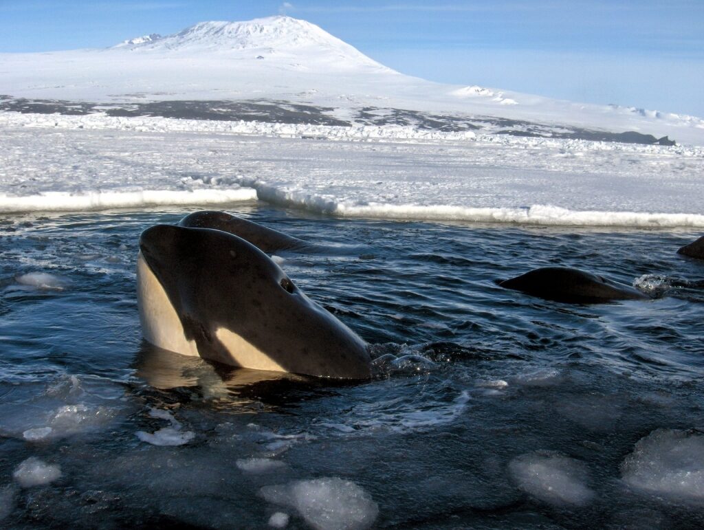 Visit Antarctica to see orcas in packs