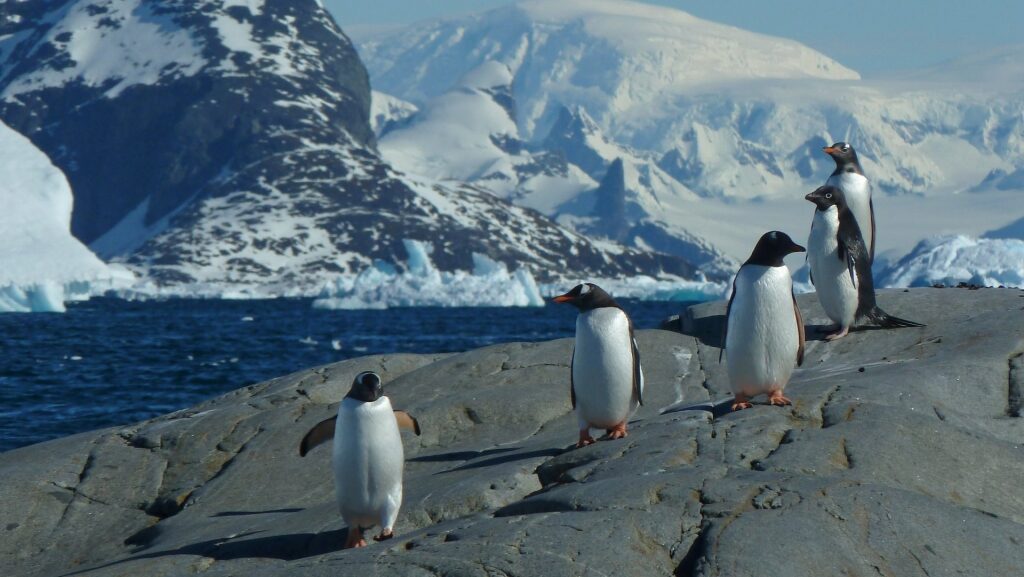 Penguins walking on rock in Paradise Bay