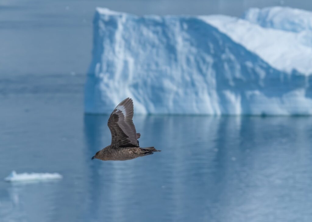 Visit Antarctica to see a skua in action