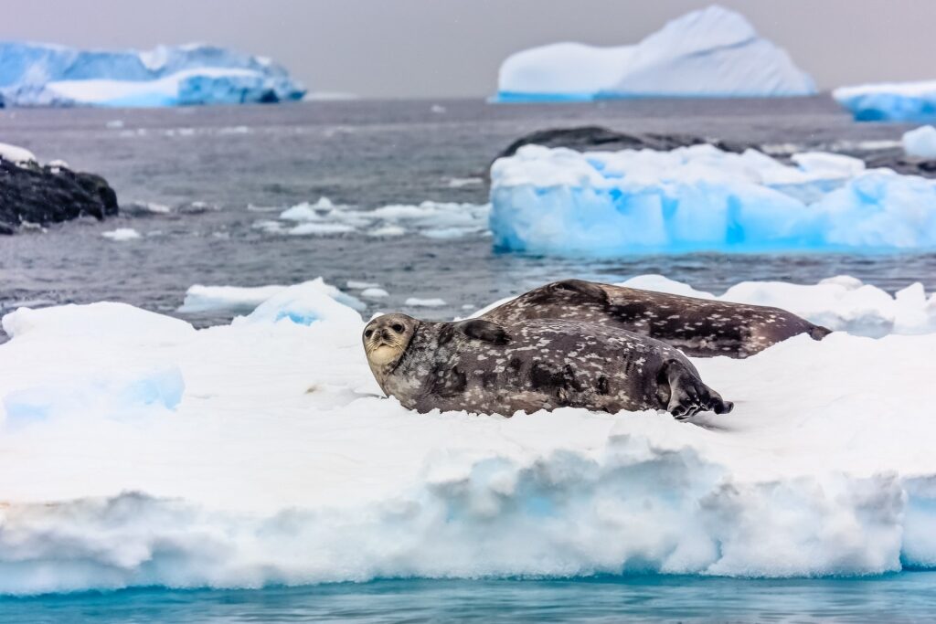 Weddell seals spotted on ice
