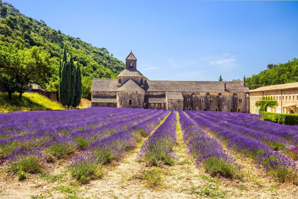 What is France known for - Provence lavender