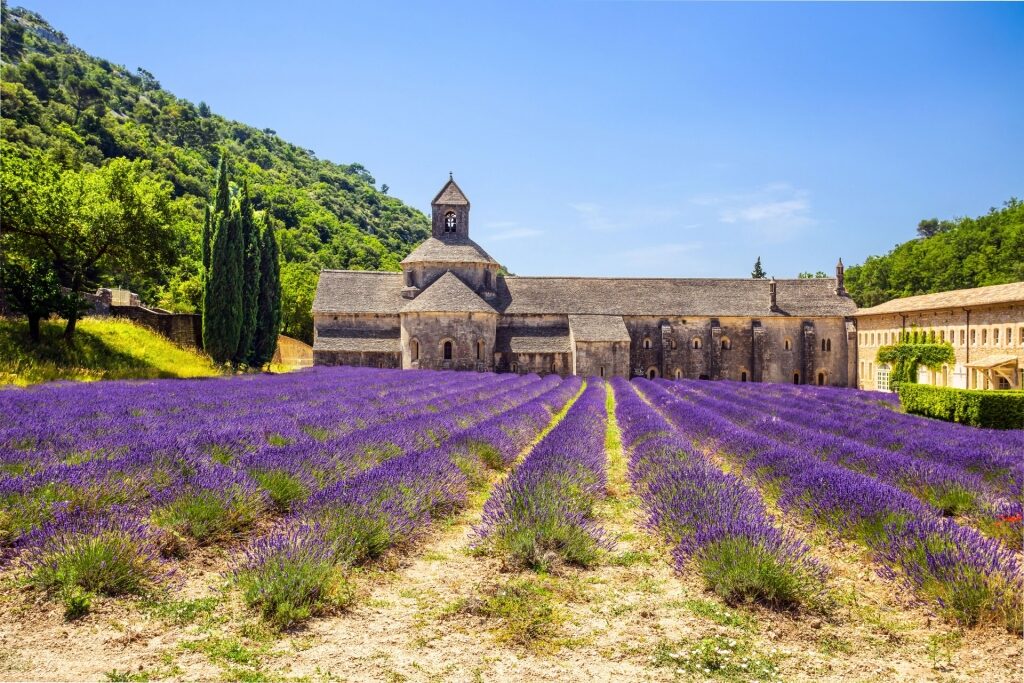 co je Francie známá - Provence levandule