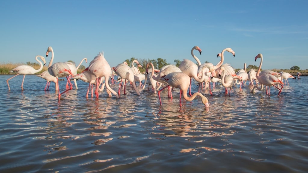 Flamingos spotted in Camargue