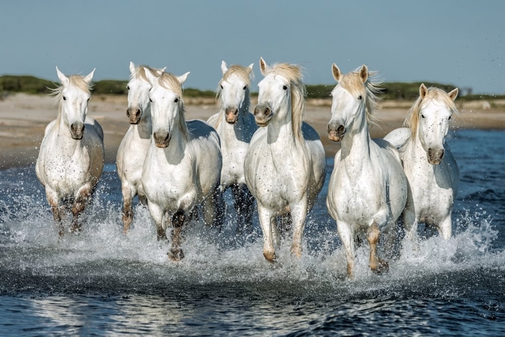 White horses spotted in Camargue