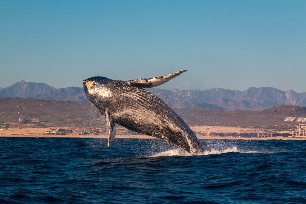 Massive humpback whale in Cabo San Lucas