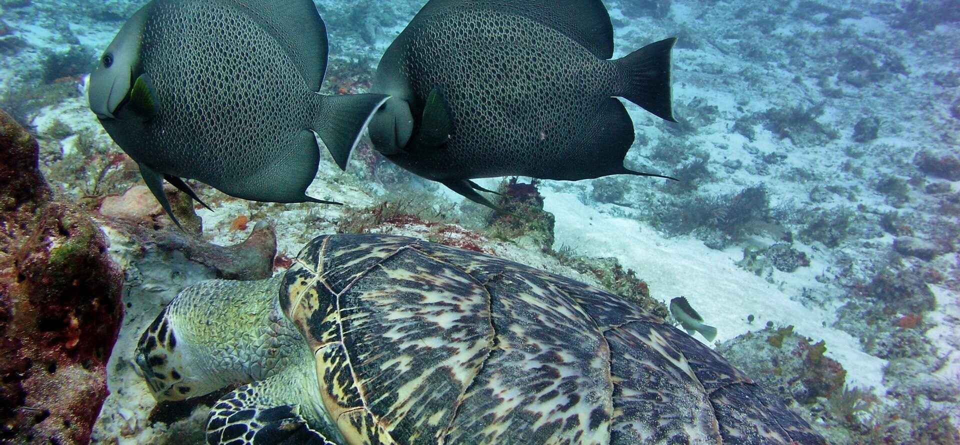 Introducir 61+ imagen where to go snorkeling in cozumel Abzlocal.mx