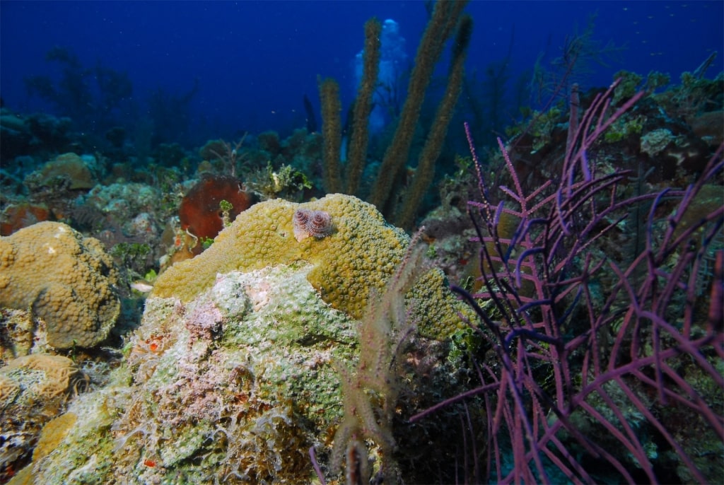 Colorful corals in Playa Palancar