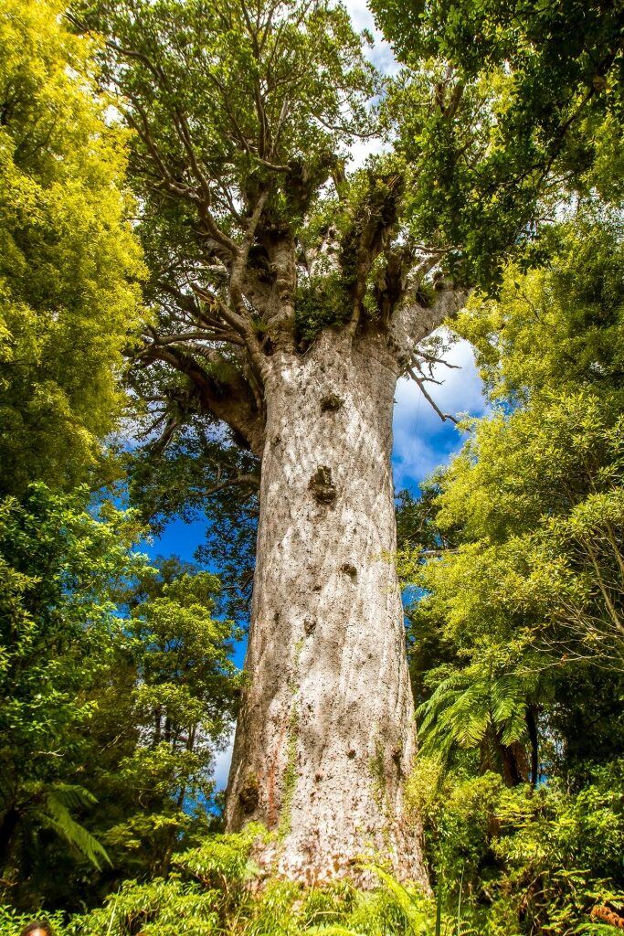 Tāne Mahuta, one of the best places to visit in North Island New Zealand