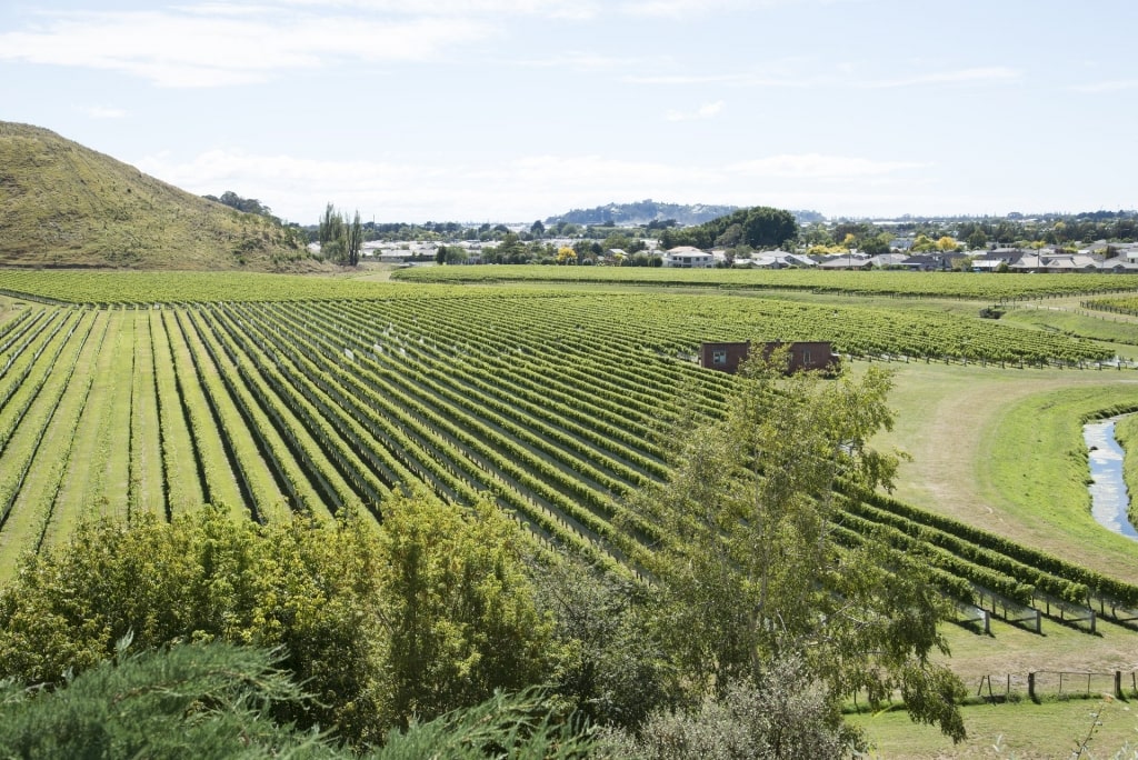 Vineyard in Hawke's Bay