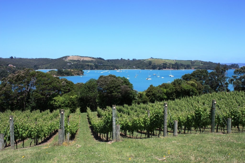 Vineyard in Waiheke Island