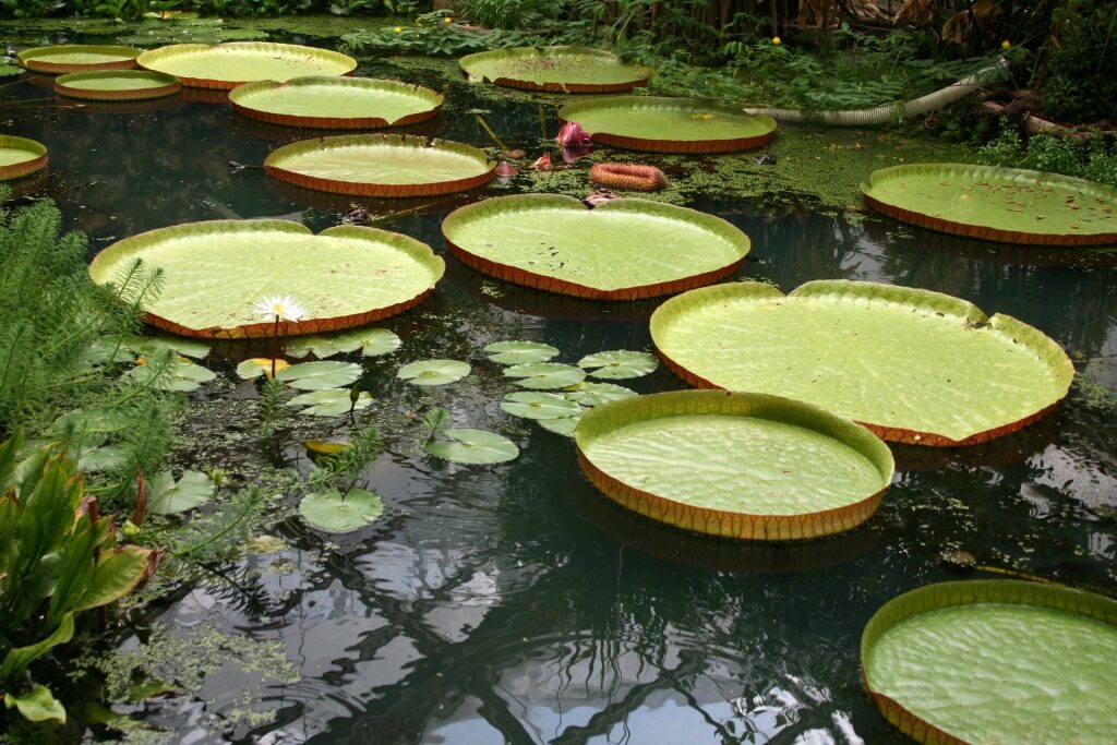 Water lilies at the Aarhus Botanical Gardens