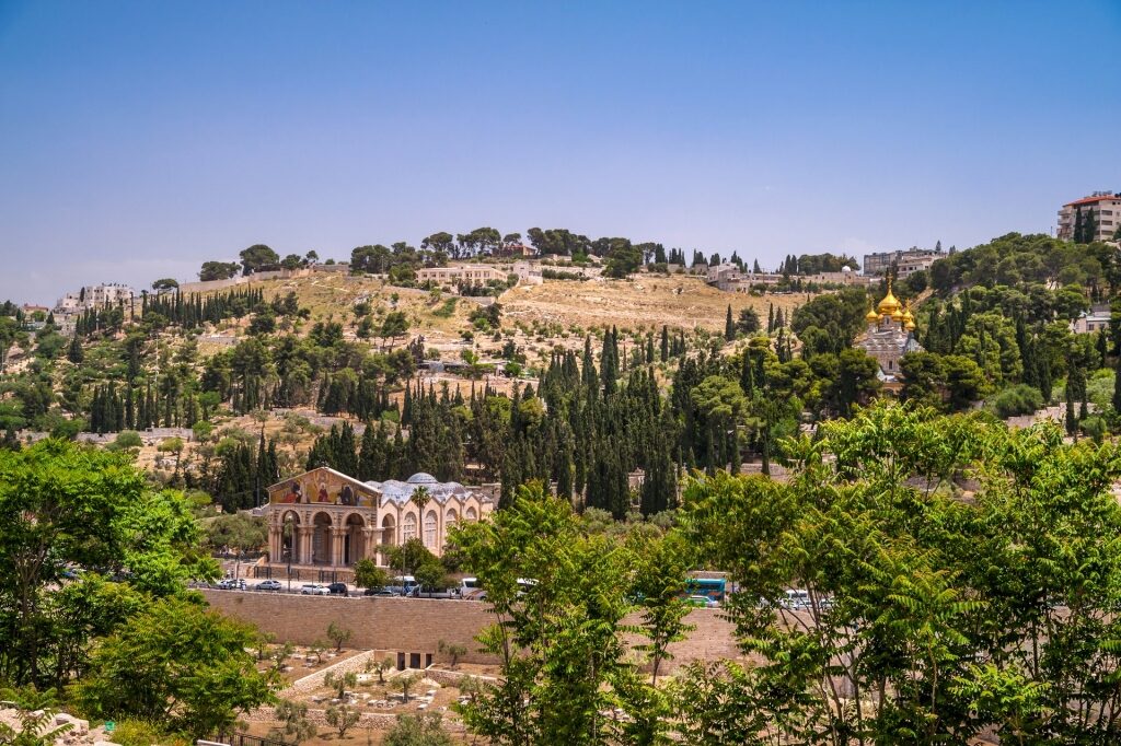 Lush landscape of Mount of Olives