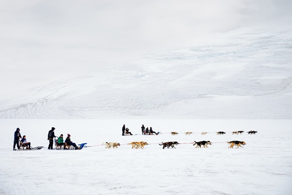 Dog sledding on a snowy path in Alaska