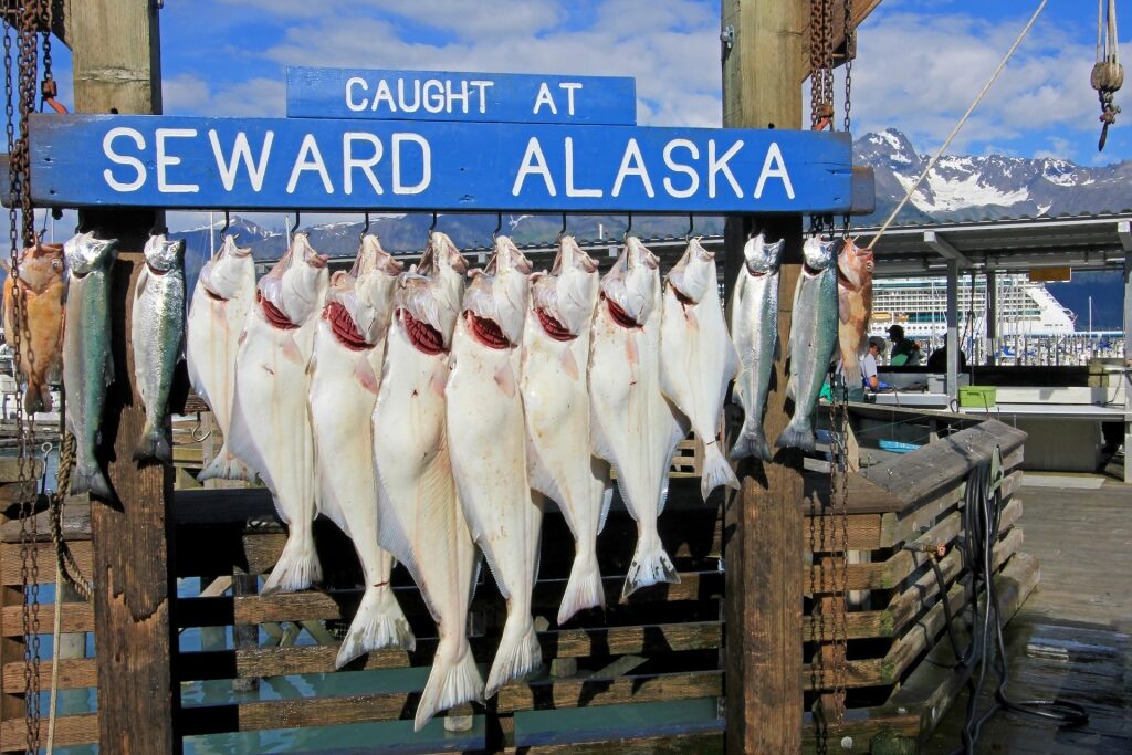 Fishes caught in Seward