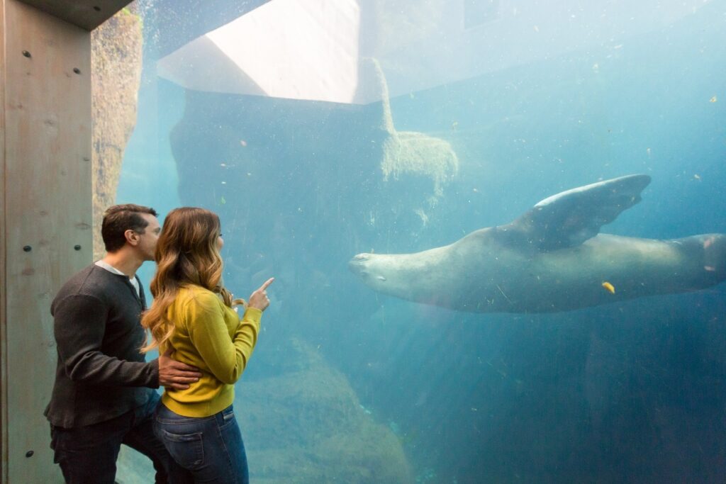 Couple looking at a sea lion in a big aquarium